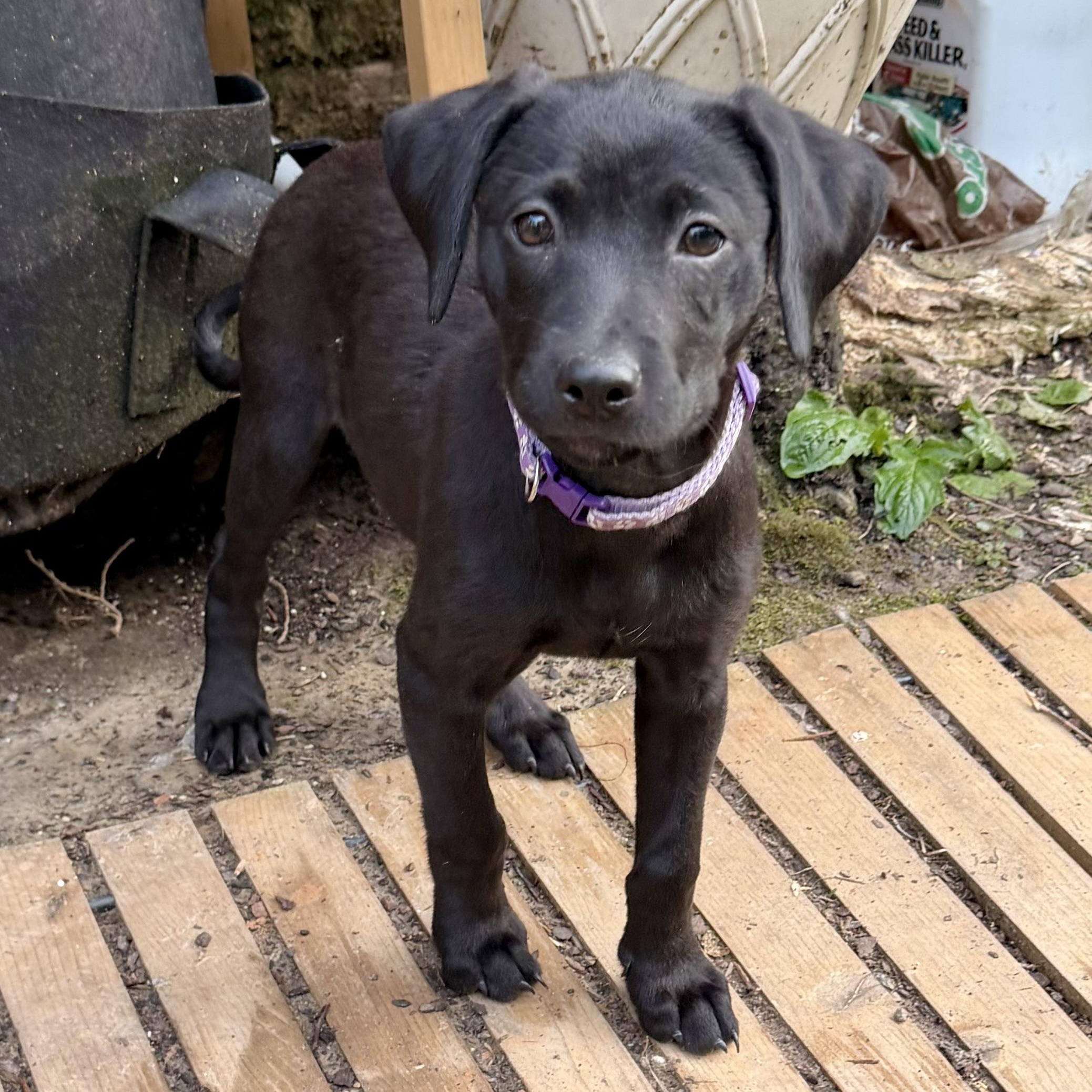 Ella RR, Adoptable, Puppy Female Mixed Breed.
