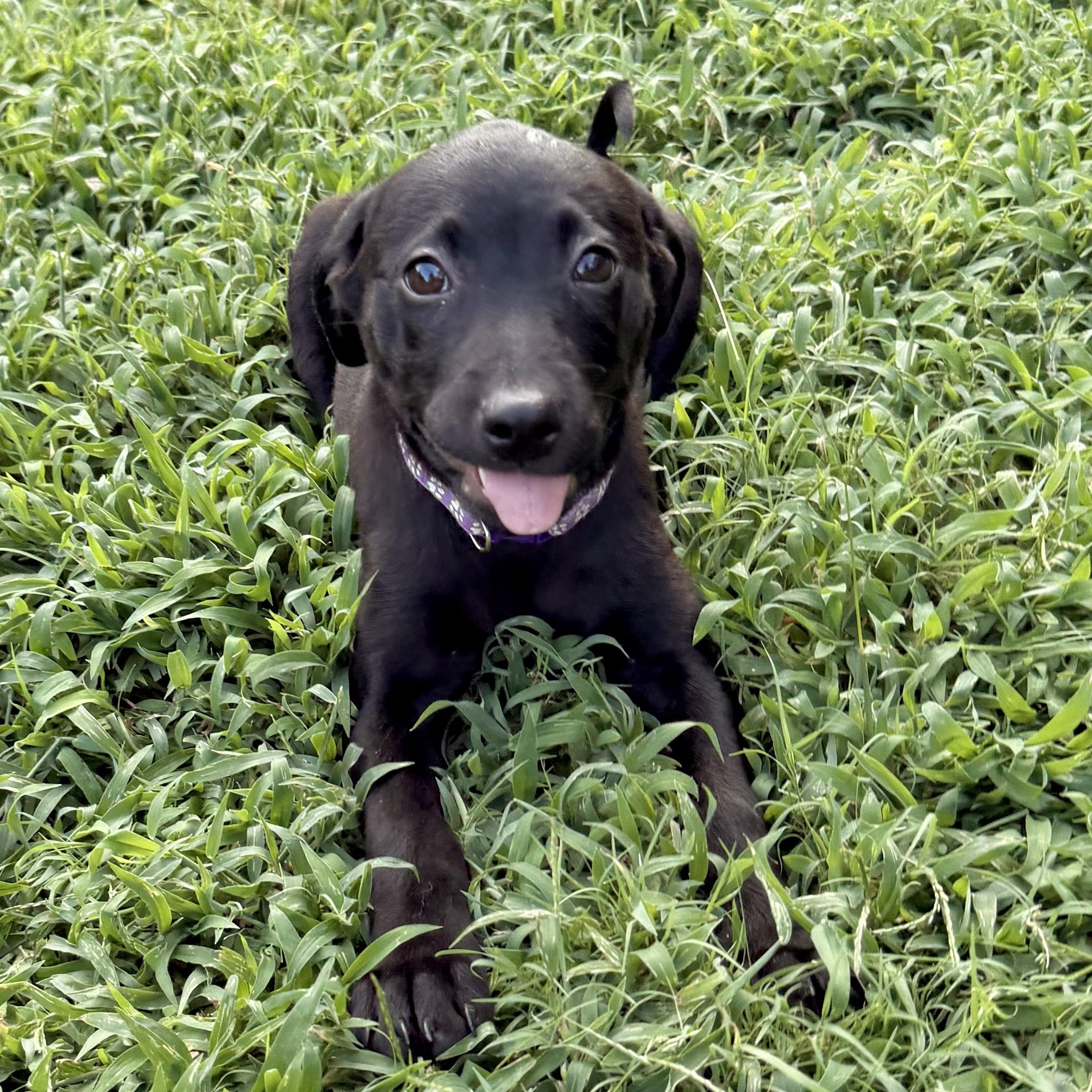 Ella RR, a Adoptable mixed breed in South Portland, ME image 2/3