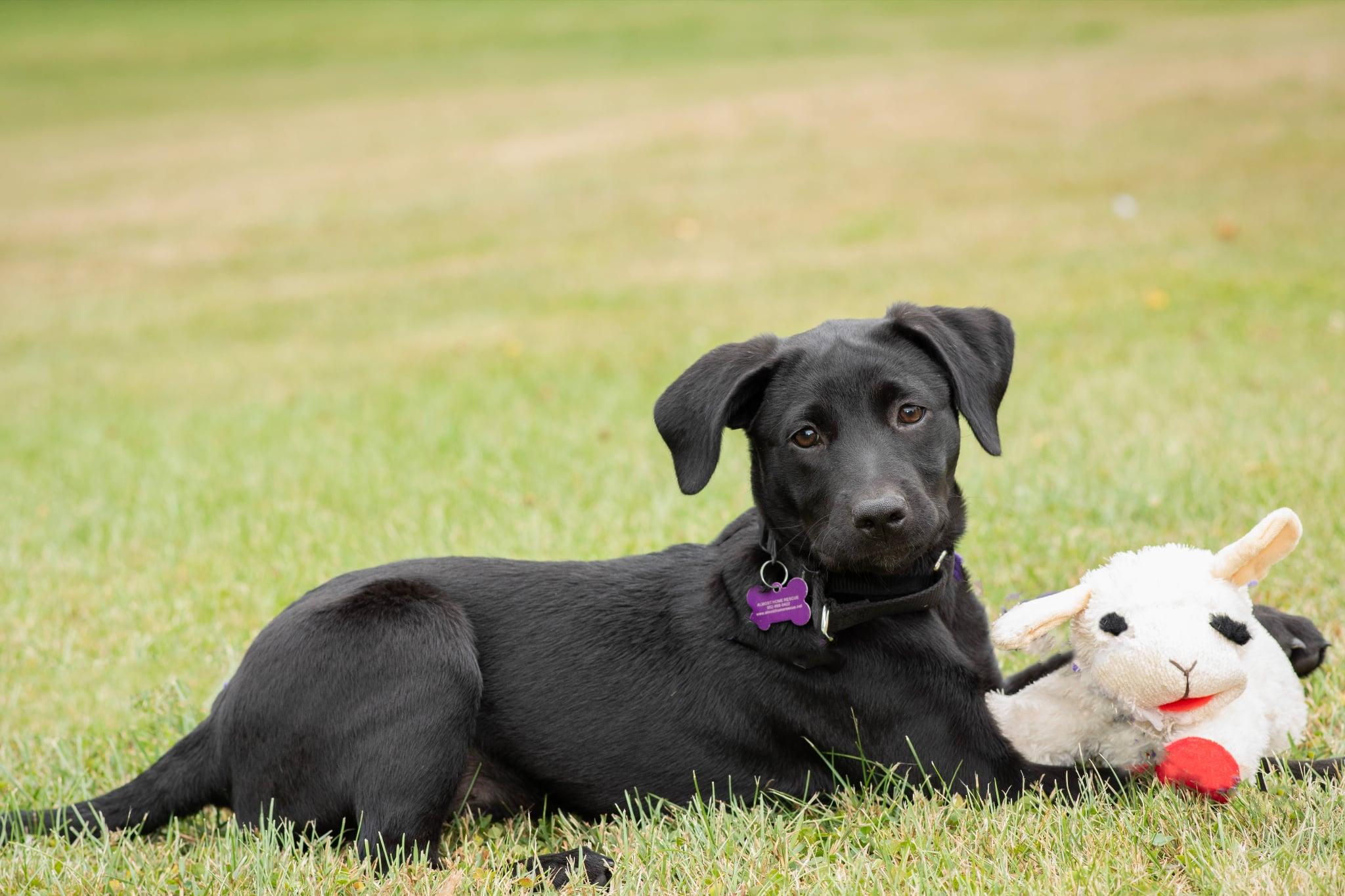 Enlarge Ella RR is in Maine, a Adoptable mixed breed in Skowhegan, ME image 2/6