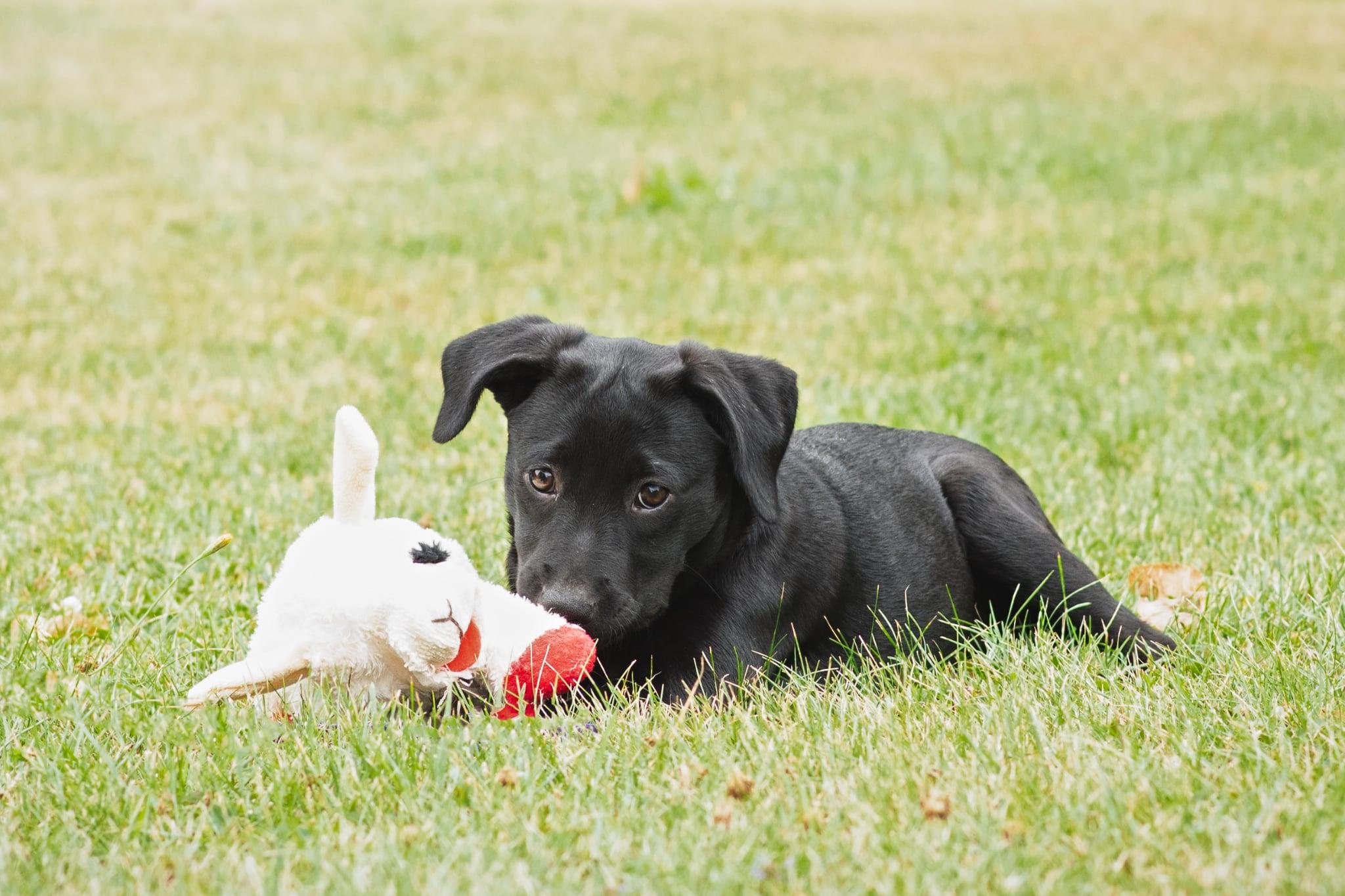 Enlarge Ella RR is in Maine, a Adoptable mixed breed in Skowhegan, ME image 1/6