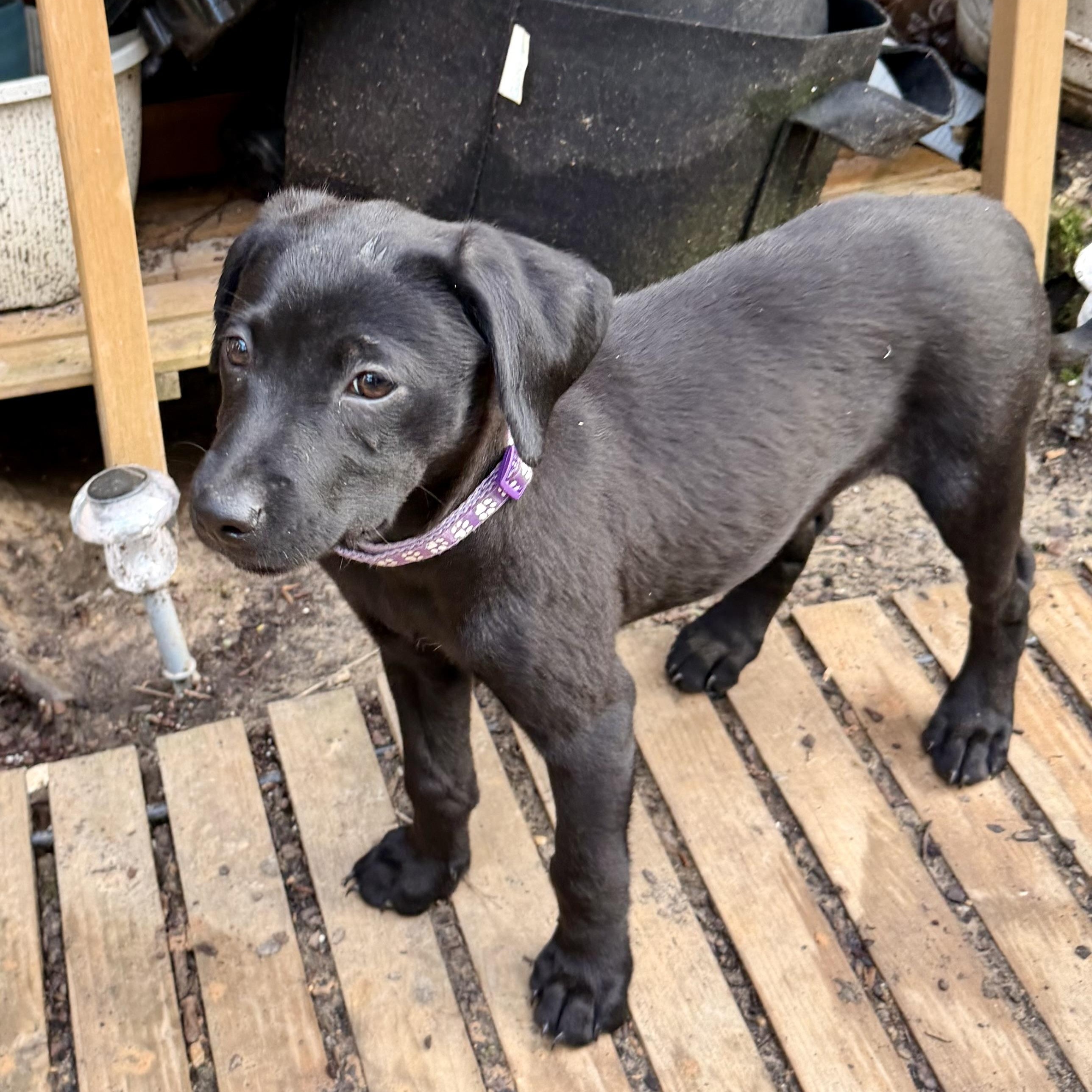Ella RR, a Adoptable mixed breed in South Portland, ME image 3/3