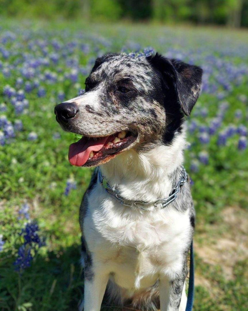 Missy, Adopted, Adult Female Catahoula Leopard Dog.