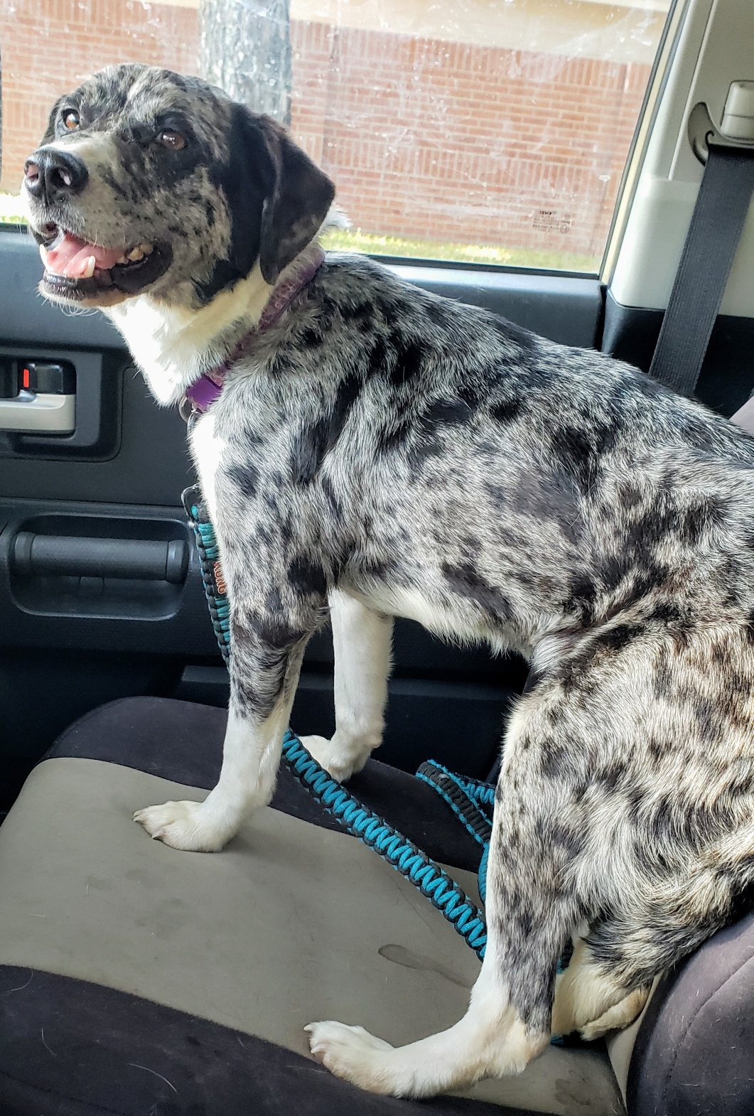 Enlarge Missy, a Adopted Catahoula Leopard Dog in Houston, TX image 2/4