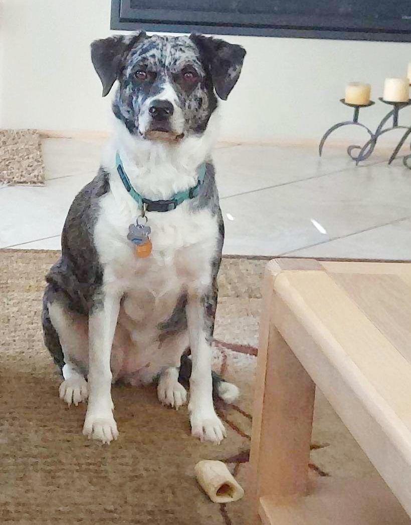 Enlarge Missy, a Adopted Catahoula Leopard Dog in Houston, TX image 3/4