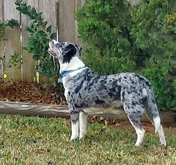 Enlarge Missy, a Adopted Catahoula Leopard Dog in Houston, TX image 4/4