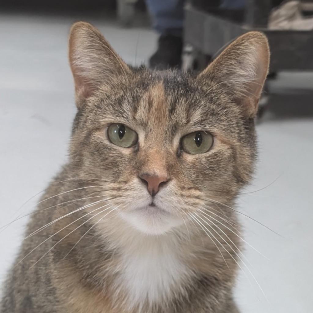 Enlarge LAVERNE ROSE, a Adoptable mixed breed in Battle Creek, MI image 1/2