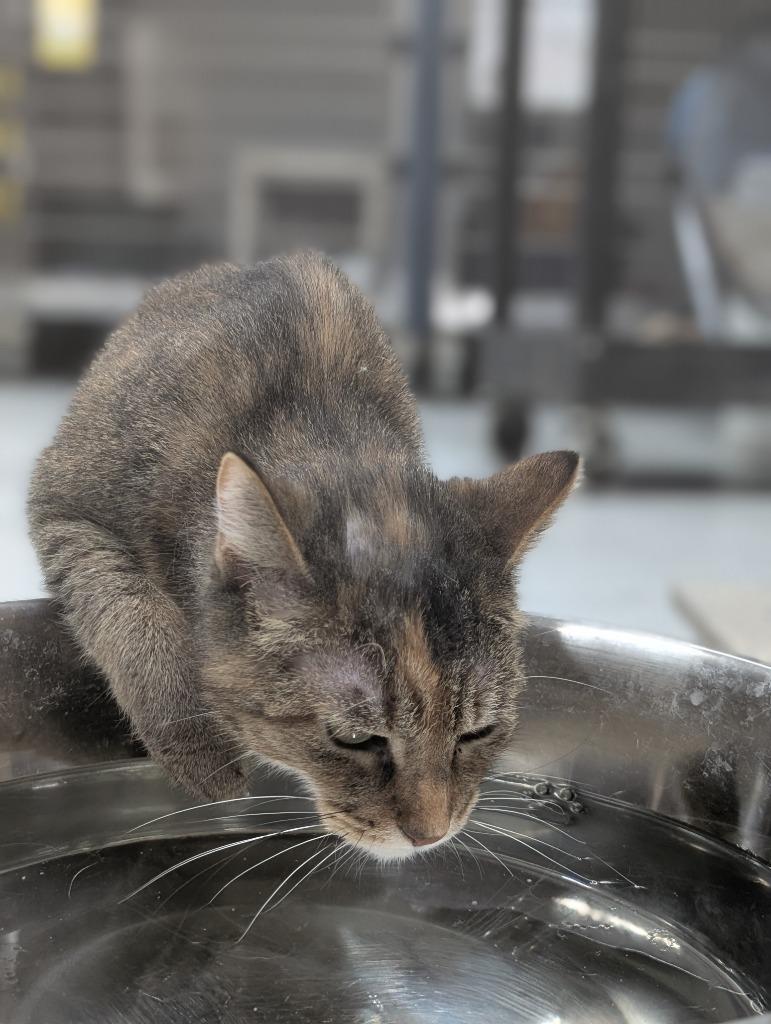 LAVERNE ROSE, Adoptable, Adult Female Domestic Short Hair.