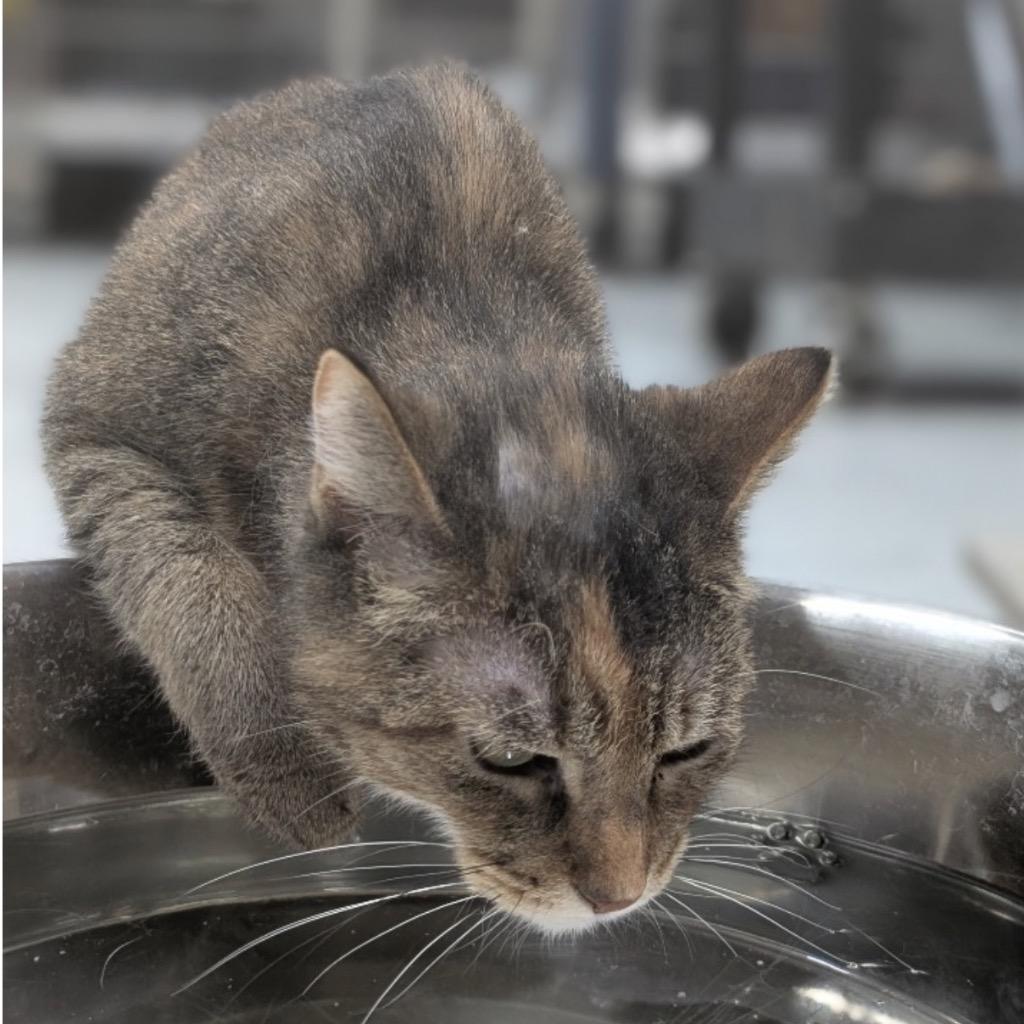 Enlarge LAVERNE ROSE, a Adoptable mixed breed in Battle Creek, MI image 2/2