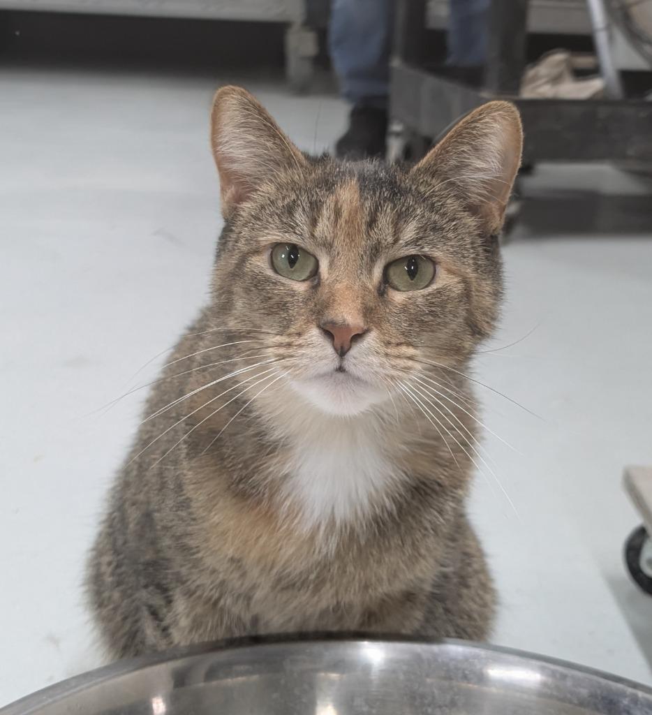 Enlarge LAVERNE ROSE, a Adoptable mixed breed in Battle Creek, MI image 2/4