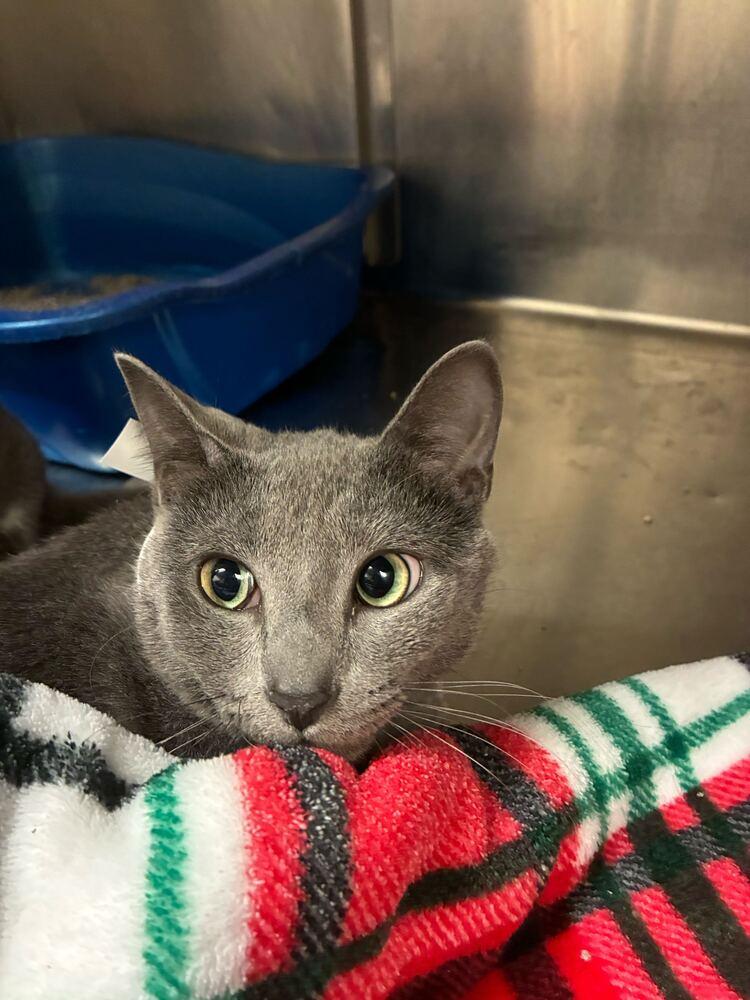 Dill, Adoptable, Young Male Domestic Short Hair.