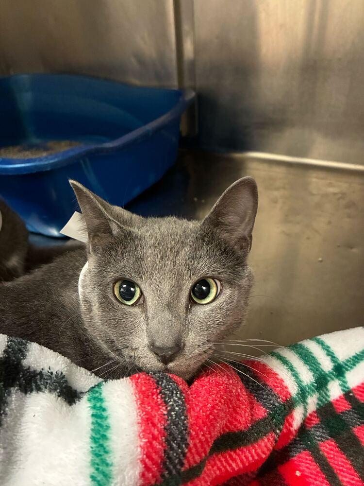 Dill, a Adoptable Domestic Short Hair in Marietta, GA image 2/2