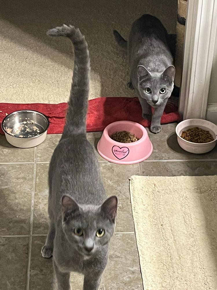 Enlarge Dill, a Adoptable Domestic Short Hair in Marietta, GA image 4/4