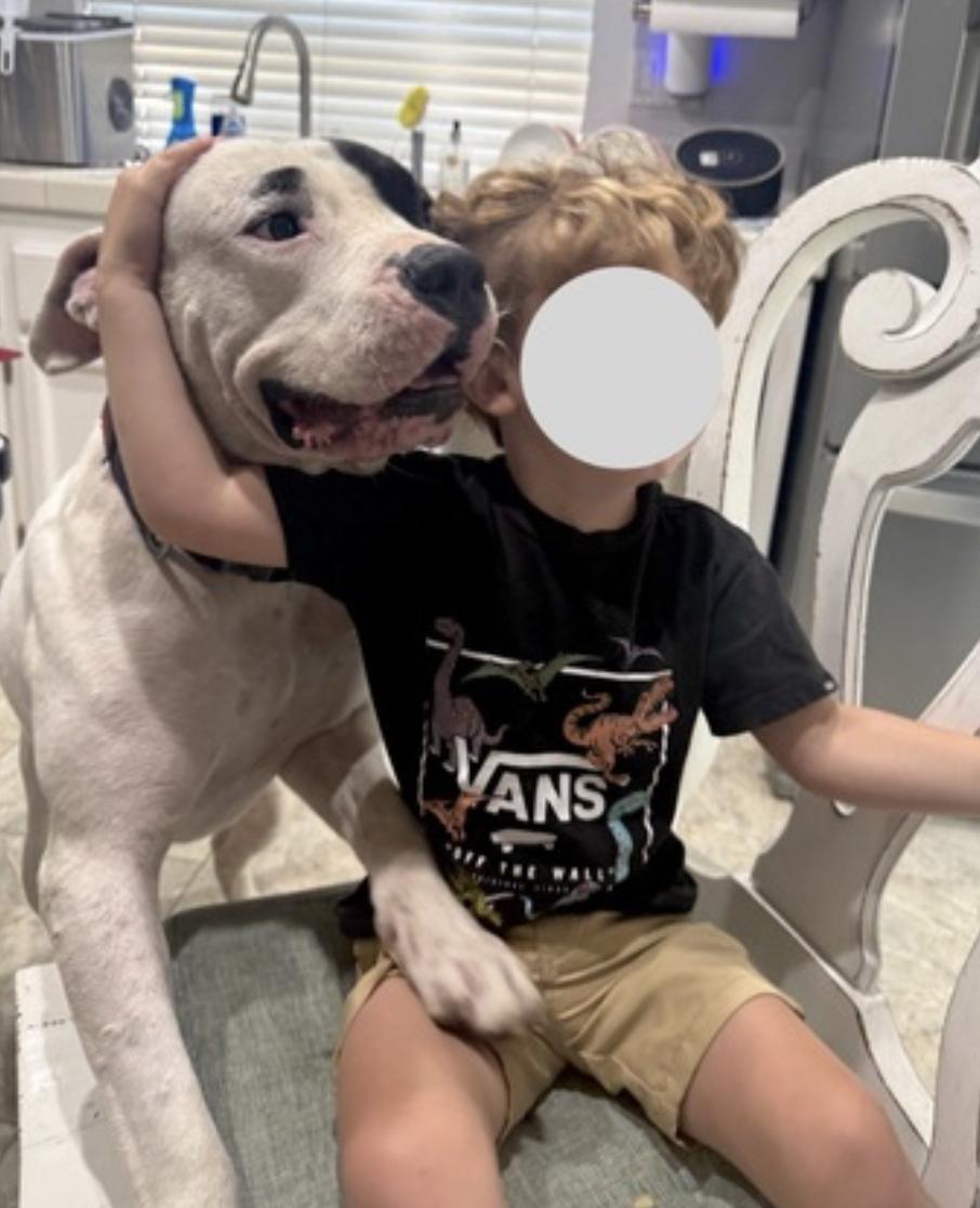 Boogie — thumbnail 3