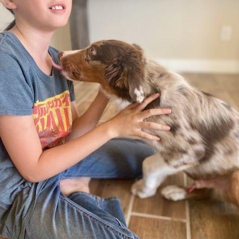 Boomerang, 4 month old purebred Mini Aussie looking for family with kids, a ADOPTABLE Australian Shepherd in Oro Valley, AZ image 2/4