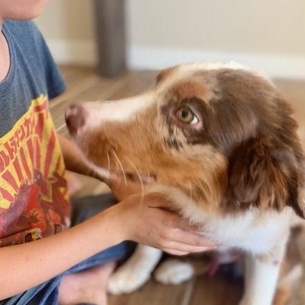 Boomerang, 4 month old purebred Mini Aussie looking for family with kids, a ADOPTABLE Australian Shepherd in Oro Valley, AZ image 3/4
