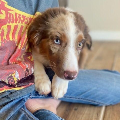 Boomerang, 4 month old purebred Mini Aussie looking for family with kids, a ADOPTABLE Australian Shepherd in Oro Valley, AZ image 4/4