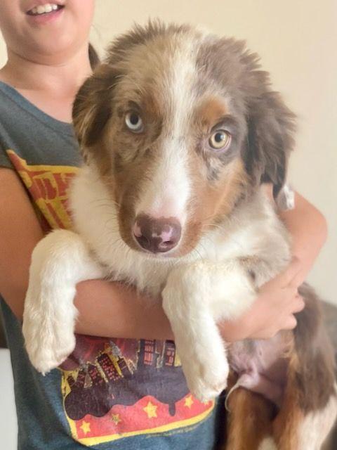 Boomerang, 4 month old purebred Mini Aussie looking for family with kids, a ADOPTABLE Australian Shepherd in Oro Valley, AZ image 1/4