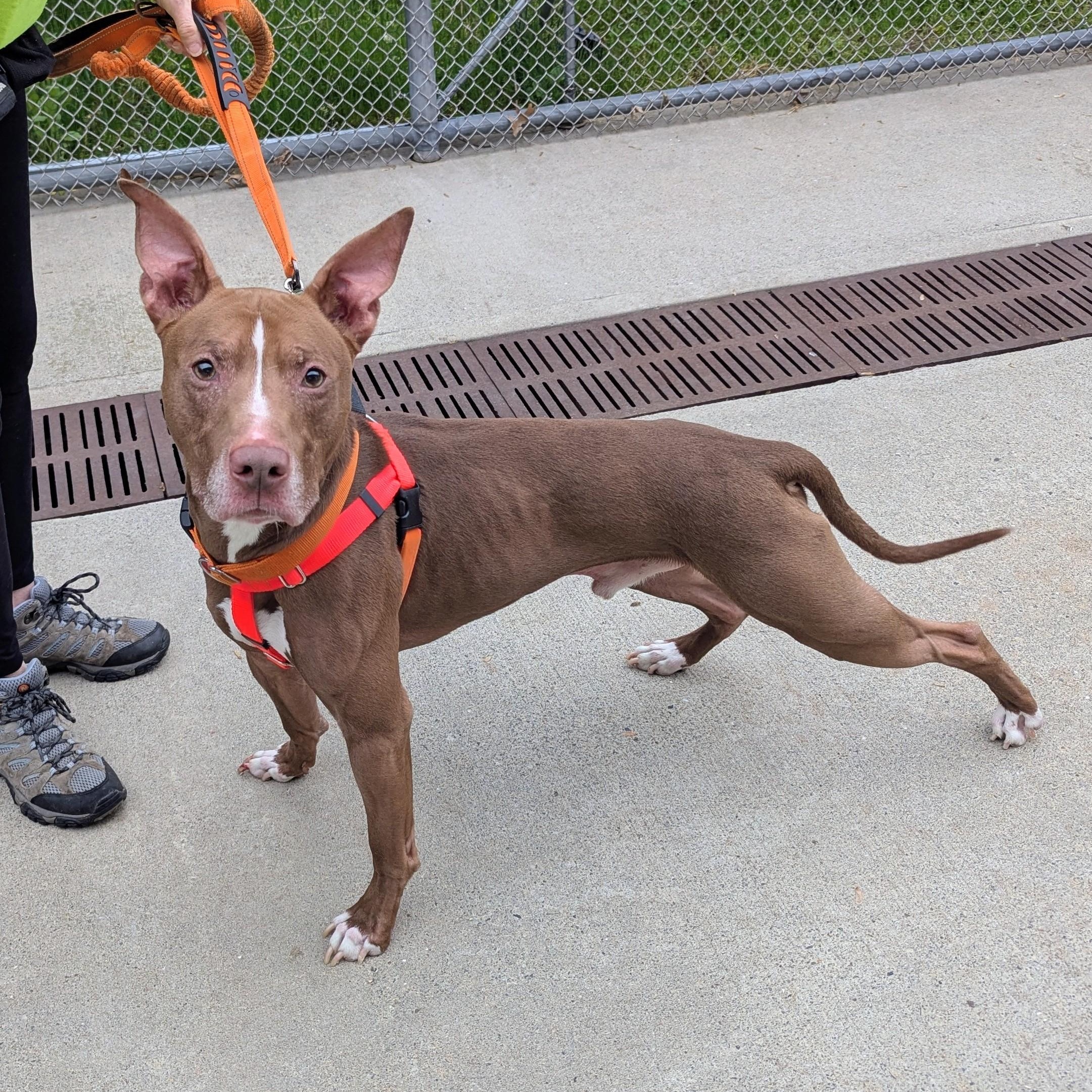 Dominic, a ADOPTABLE Mixed Breed in Stratford, CT image 2/3