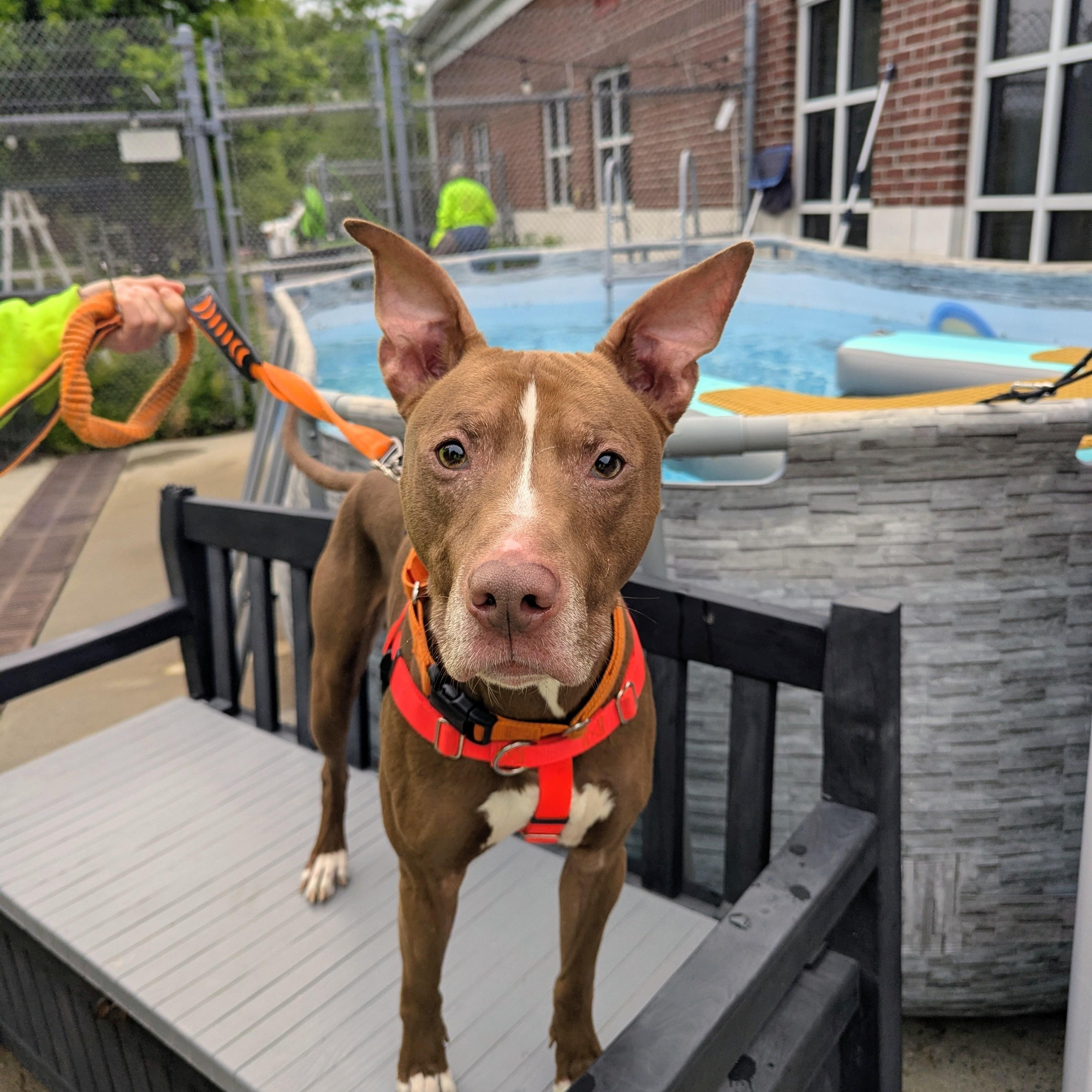 Dominic, a ADOPTABLE Mixed Breed in Stratford, CT image 3/3