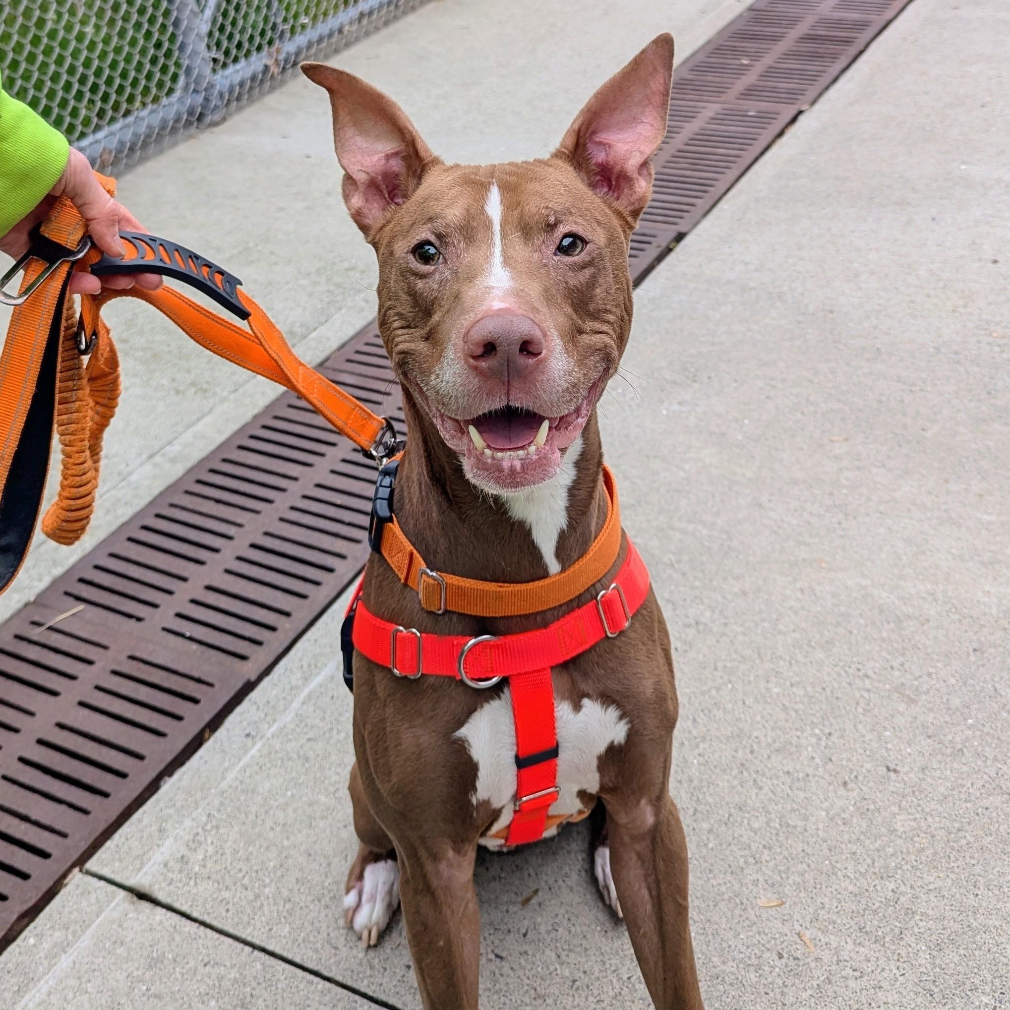 Dominic, a ADOPTABLE Mixed Breed in Stratford, CT image 1/3