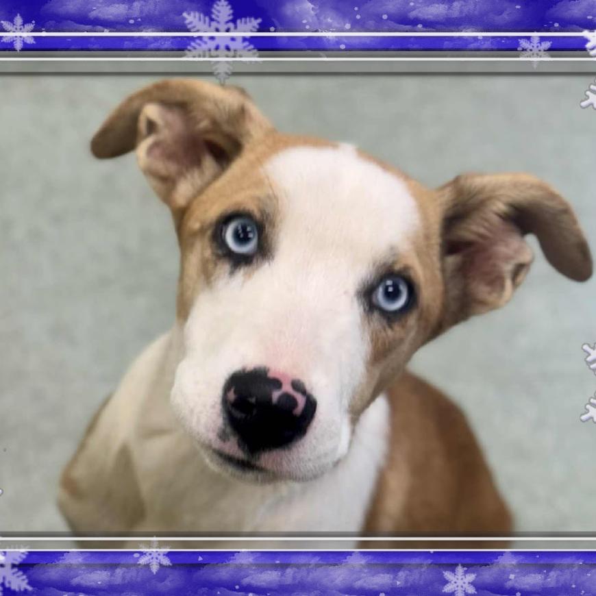 Melissa, a Adoptable Mixed Breed in Westhampton, NY image 1/3