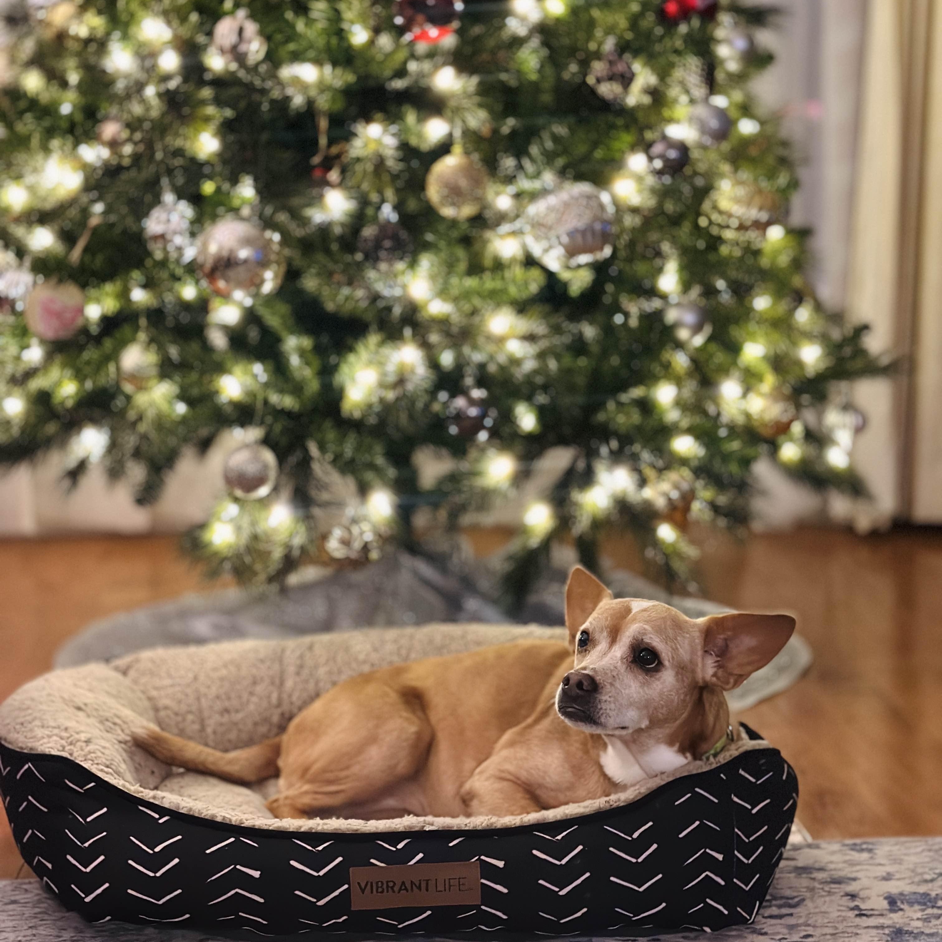 Addy, Adoptable, Senior Female Chihuahua.