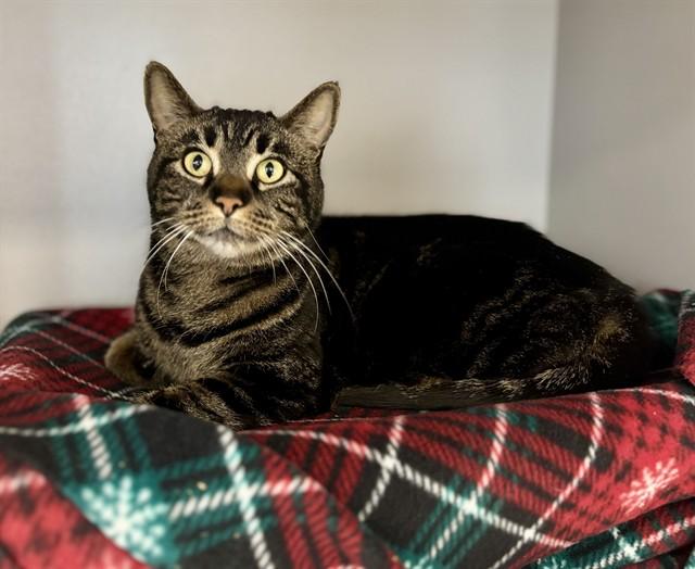 DAWN, Adoptable, Young Female Domestic Short Hair.