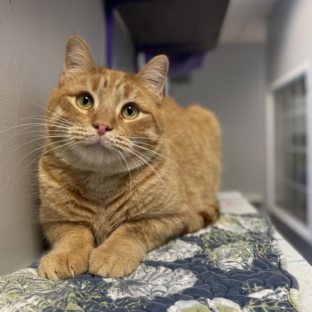 Enlarge General Tso, a Adoptable Domestic Short Hair in Walden, NY image 1/4