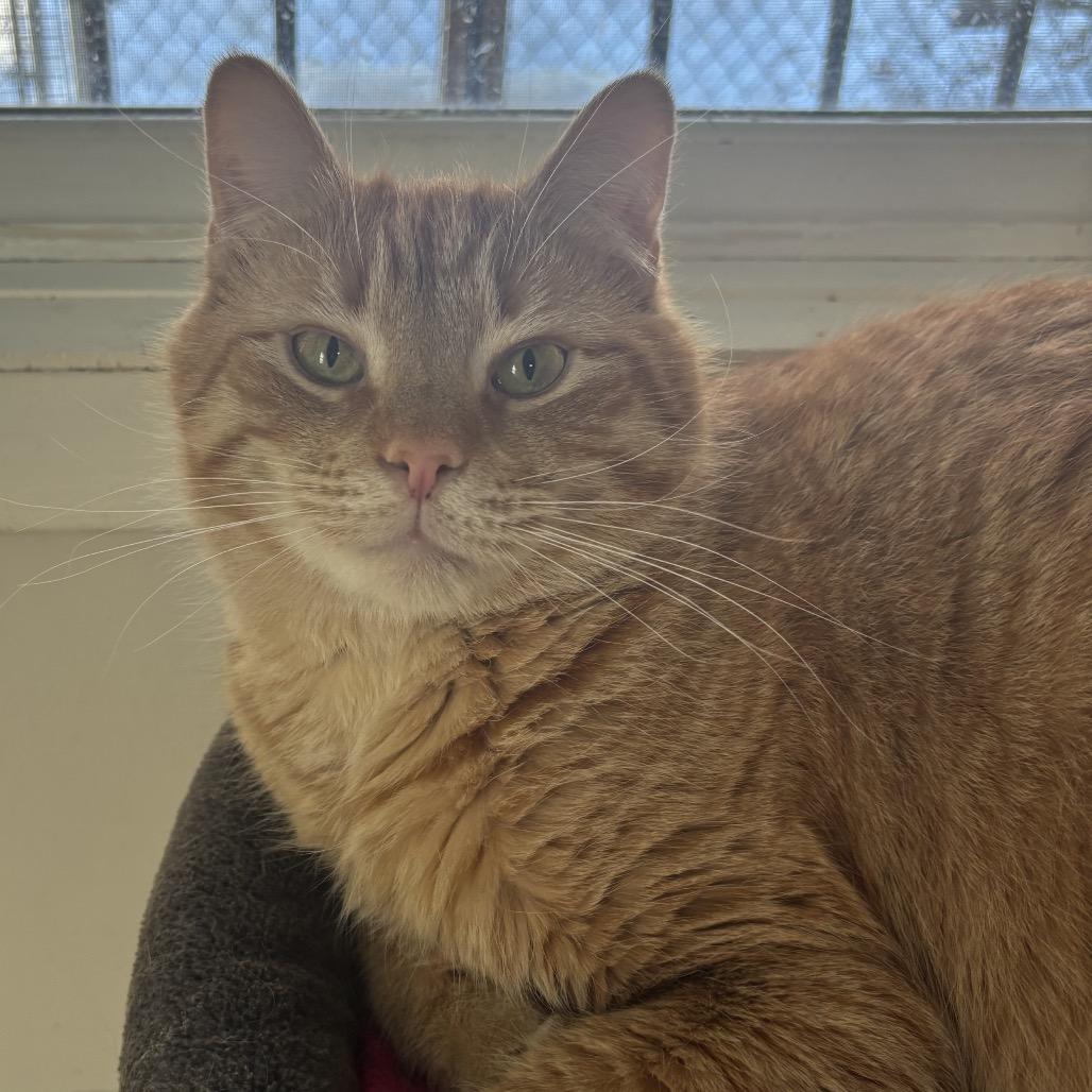 General Tso, Adoptable, Adult Male Domestic Short Hair.