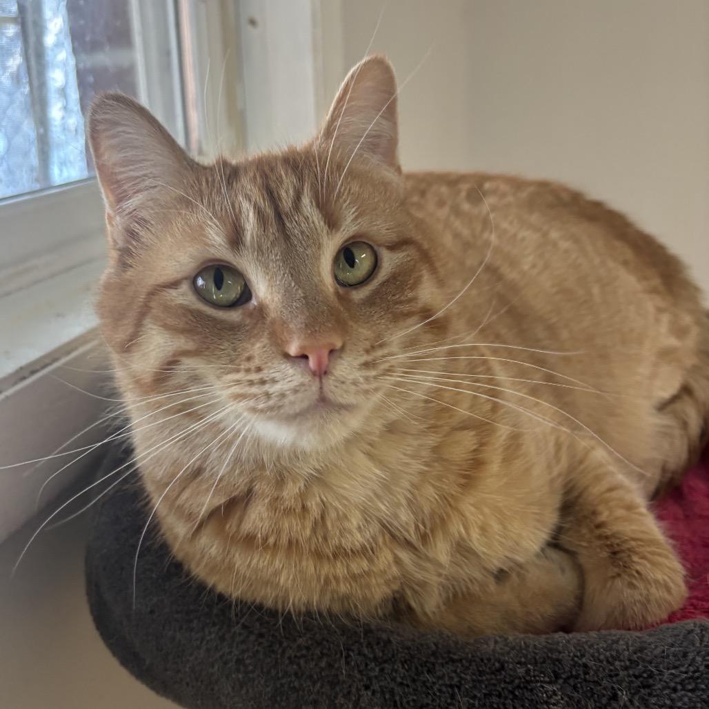 Enlarge General Tso, a Adoptable Domestic Short Hair in Walden, NY image 3/4