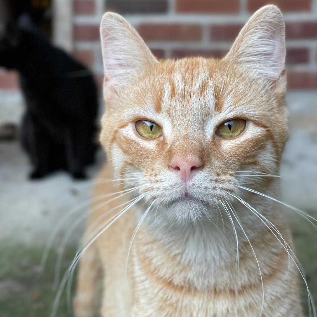 General Tso, Adoptable, Adult Male Domestic Short Hair.