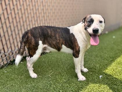 Butters, Adoptable, Adult Male Australian Shepherd & Terrier.