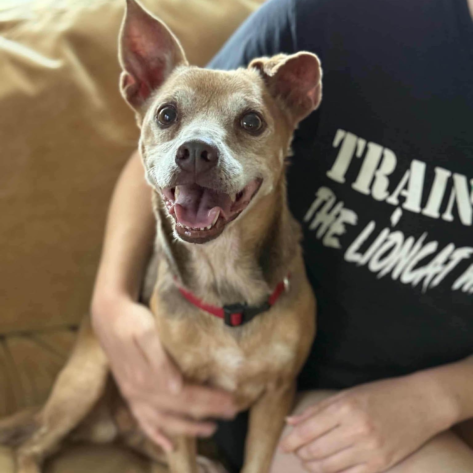 Snow Brite - The Playful Lap Dog — thumbnail 3