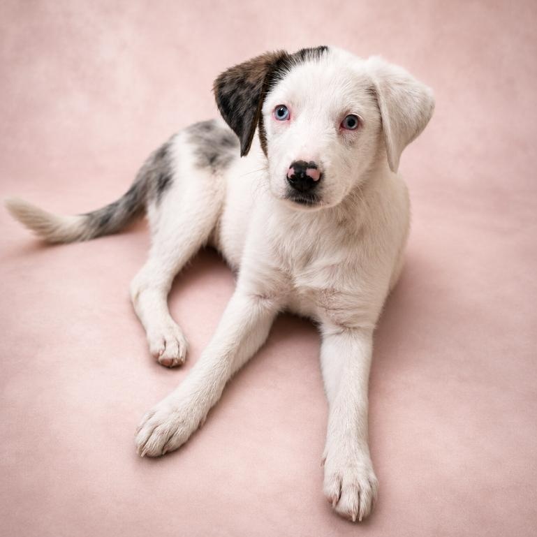 Starburst, adopted, Puppy Female Australian Shepherd.