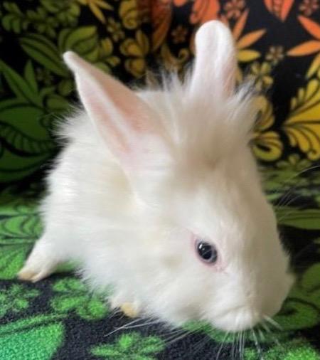 Zain, Adoptable, Baby Male Lionhead.