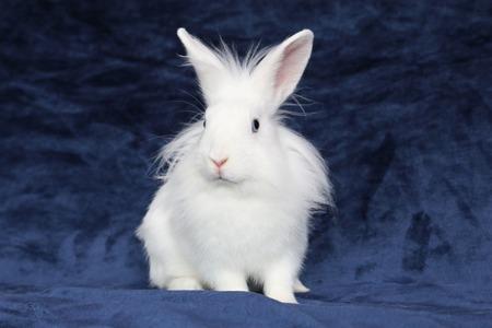 Zain, a Adoptable Lionhead in Scotts Valley, CA image 2/2