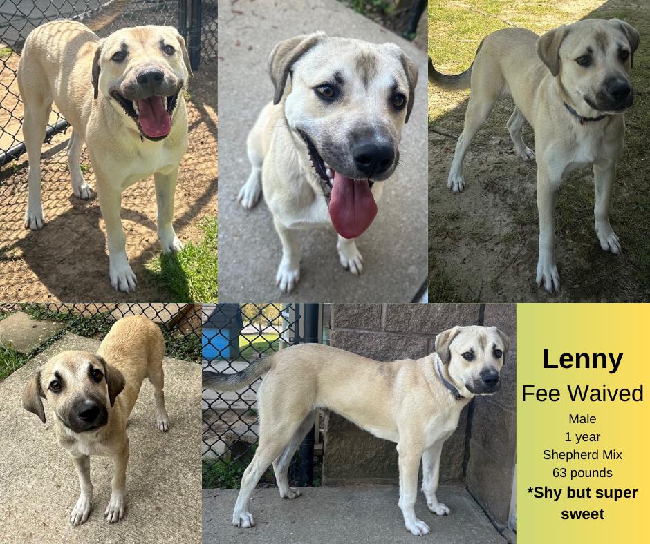 Lenny, Adoptable, Young Male Shepherd.