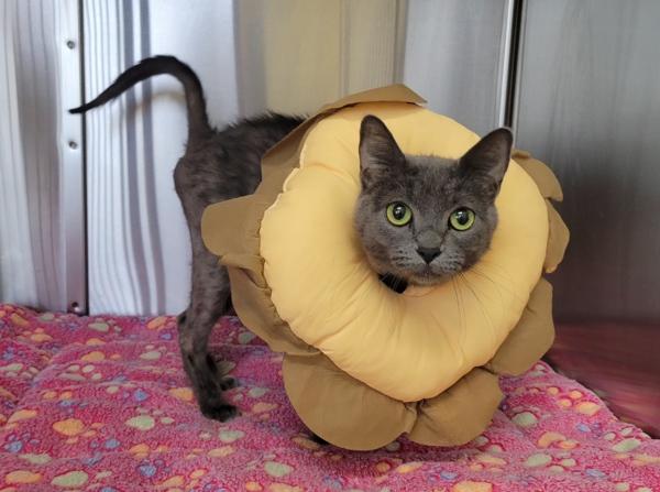 Enlarge Compass, a Adoptable mixed breed in Kennewick, WA image 1/1