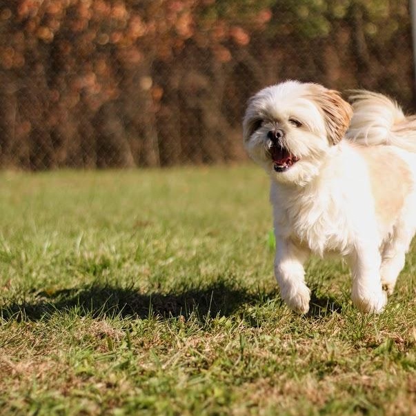 Enlarge Simon, an adopted mixed breed in Battle Creek, MI image 5/6