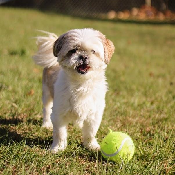 Enlarge Simon, an adopted mixed breed in Battle Creek, MI image 6/6