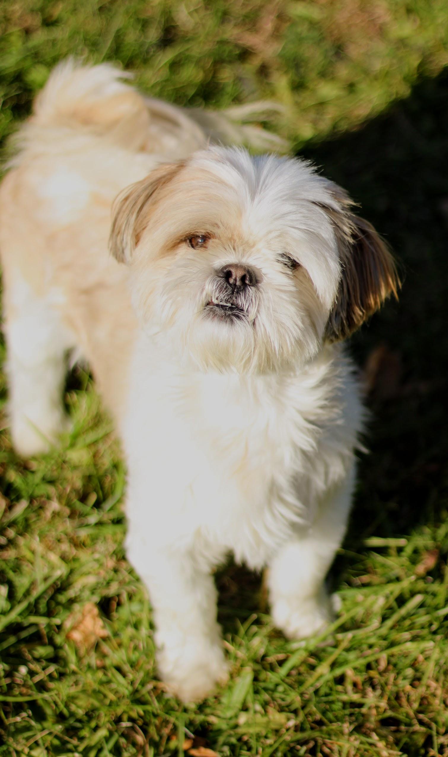 Enlarge Simon, an adopted mixed breed in Battle Creek, MI image 2/6