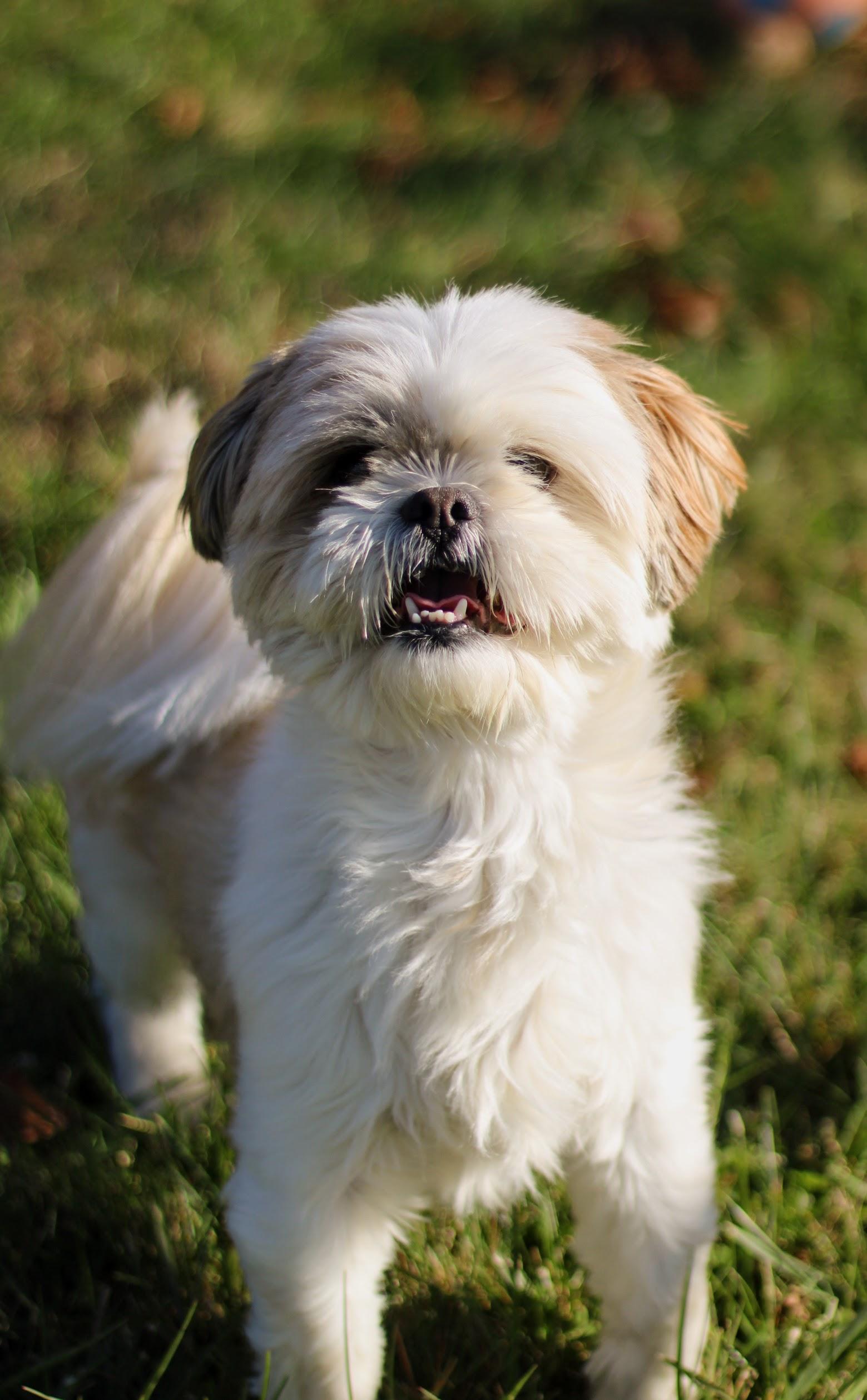 Simon, adopted, Adult Male Shih Tzu.