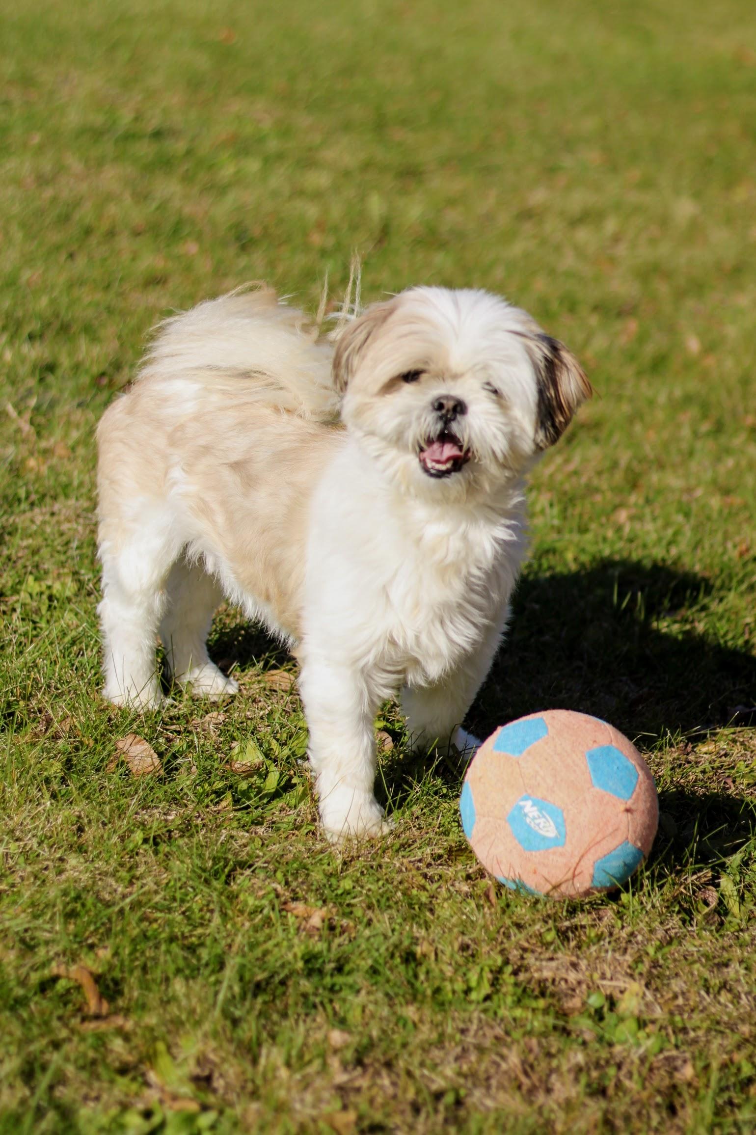 Enlarge Simon, an adopted mixed breed in Battle Creek, MI image 3/6