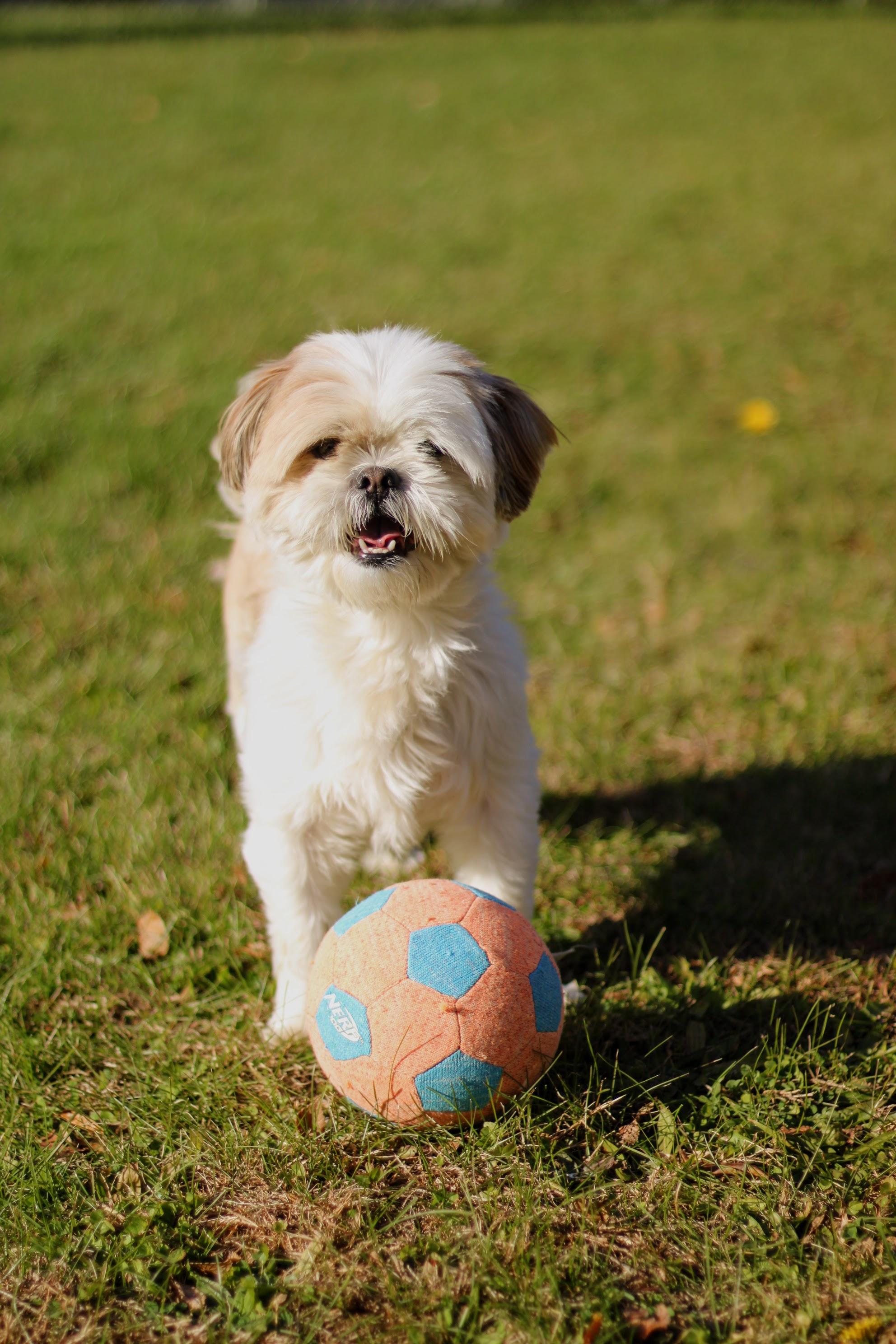 Enlarge Simon, an adopted mixed breed in Battle Creek, MI image 4/6
