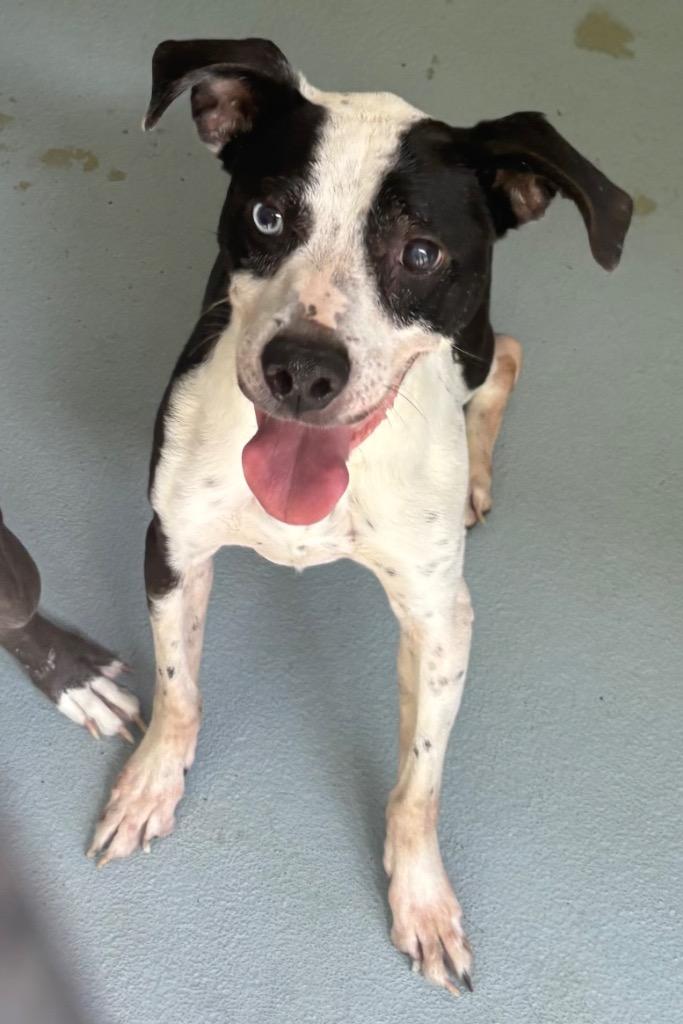 Jack, Adoptable, Senior Male Mixed Breed.