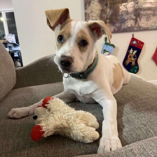 Enlarge Kloie, a Adoptable mixed breed in Alma, WI image 2/6