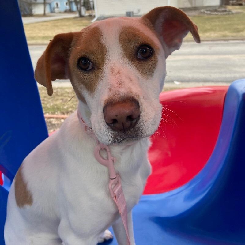 Enlarge Kloie, a Adoptable mixed breed in Alma, WI image 3/6