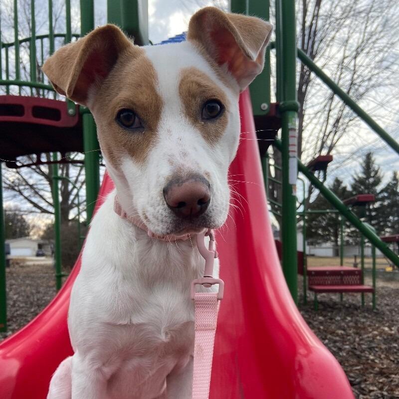 Enlarge Kloie, a Adoptable mixed breed in Alma, WI image 4/6