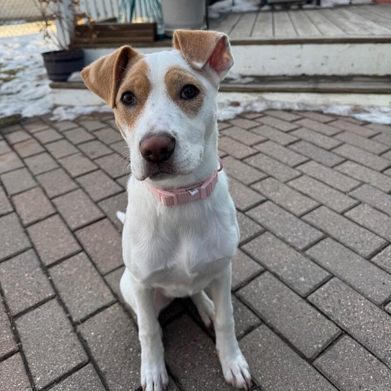 Enlarge Kloie, a Adoptable mixed breed in Alma, WI image 5/6