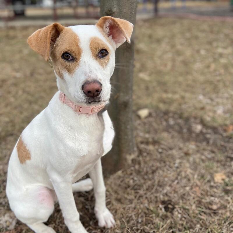 Enlarge Kloie, a Adoptable mixed breed in Alma, WI image 6/6